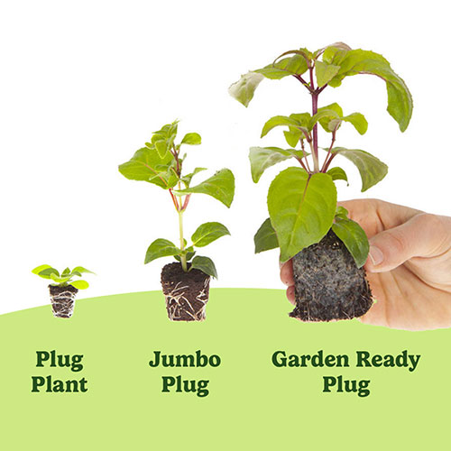 Pansy Cool Wave Berries & Cream