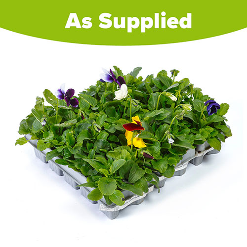 Pansy Colourburst Pansy Colourburst