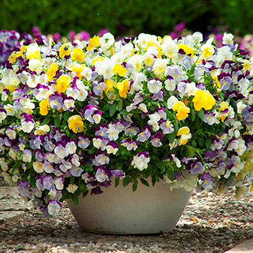 Trailing Pansy Cool Wave Trailing Pansy Cool Wave