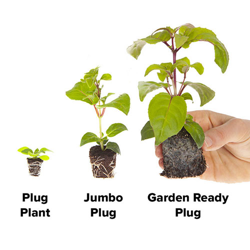 Trailing Pansy Cool Wave Trailing Pansy Cool Wave