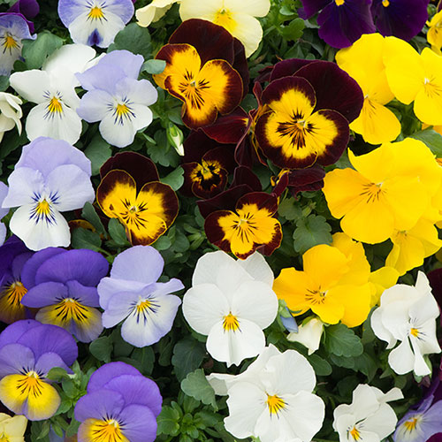 Trailing Pansy Cool Wave Trailing Pansy Cool Wave