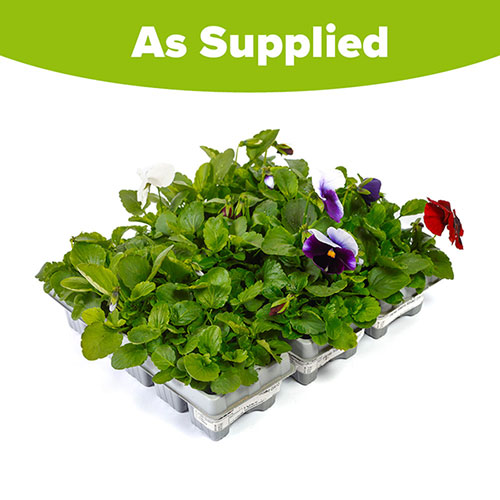 Pansy Matrix Mix Pansy Matrix Mix