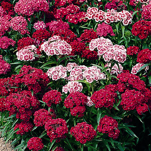 Sweet William Vesuvio Sweet William Vesuvio