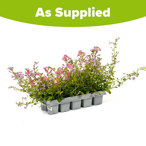 Bacopa Topia Mix Bacopa Topia Mix