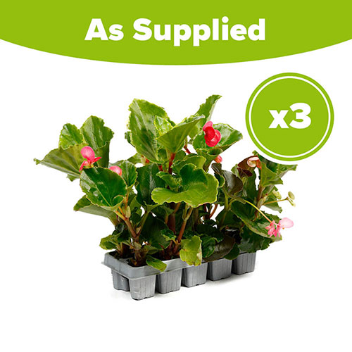 Begonia Big Mix Begonia Big Mix