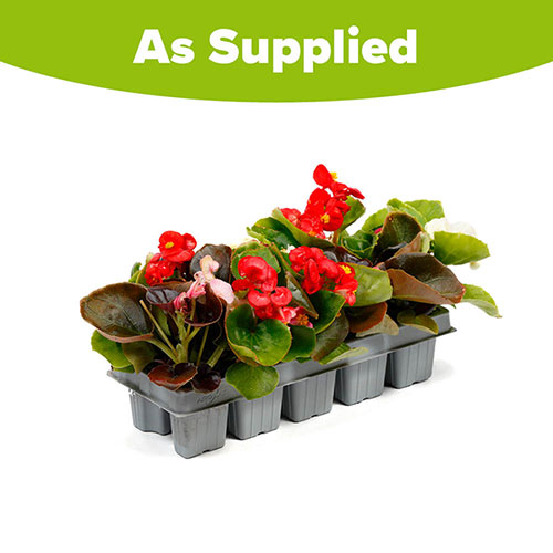 Begonia Sahara Begonia Sahara