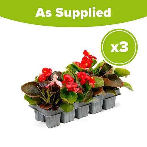 Begonia Sahara Begonia Sahara