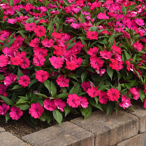 Busy Lizzie Solarscape Mix Busy Lizzie Solarscape Mix