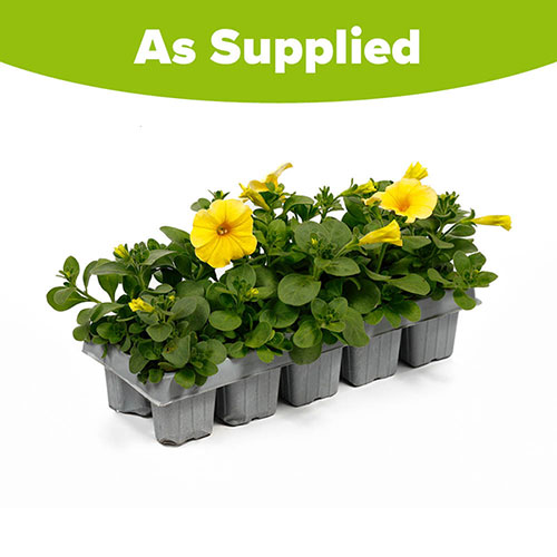 Petunia Caliburst Petchoa Yellow