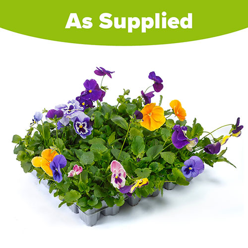 Pansy Top Wave Pansy Top Wave