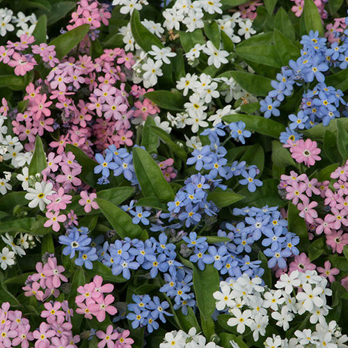 Myosotis Mon Amie Mixed Myosotis Mon Amie Mixed