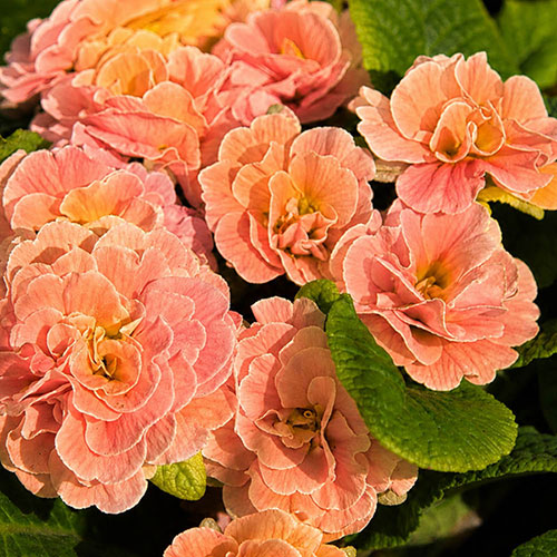 Primrose Double Pom Pom Mandarin Primrose Double Pom Pom Mandarin