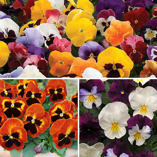 Garden Ready Pansy Variety Mix