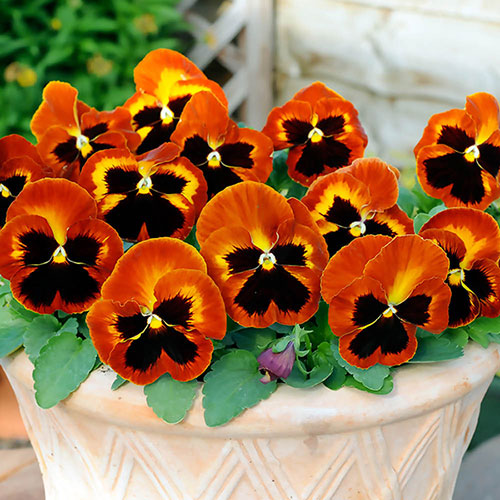 Garden Ready Pansy Variety Mix