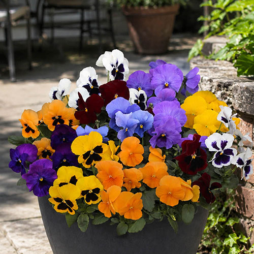 Garden Ready Pansy Variety Mix