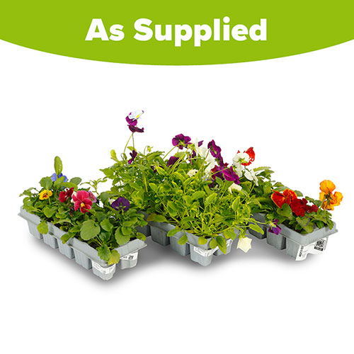 The Ultimate Pansy Collection The Ultimate Pansy Collection