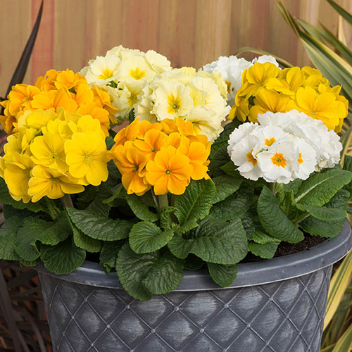 Garden Ready Primrose Variety Mix Garden Ready Primrose Variety Mix