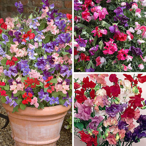 Ultimate Sweet Pea Collection