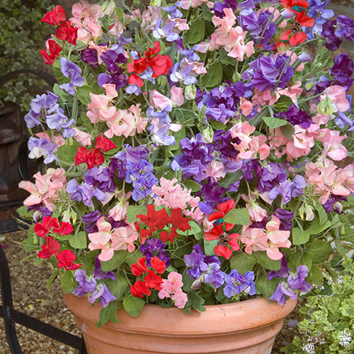 Ultimate Sweet Pea Collection