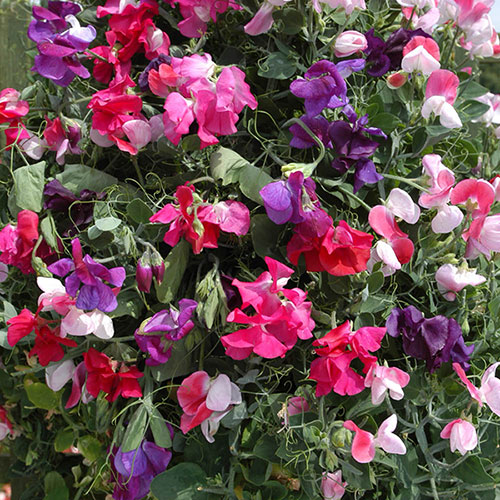Ultimate Sweet Pea Collection