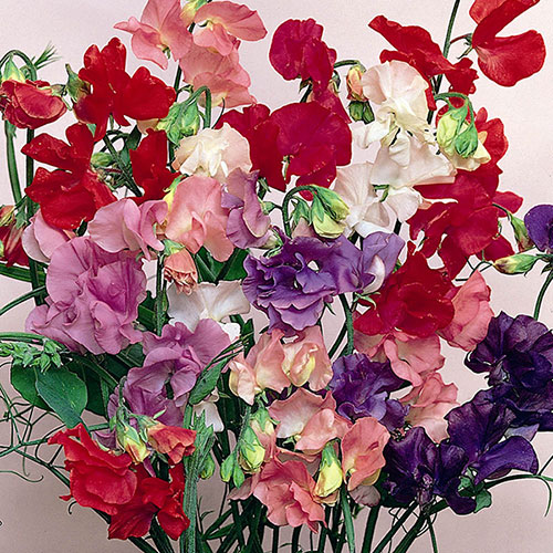 Ultimate Sweet Pea Collection