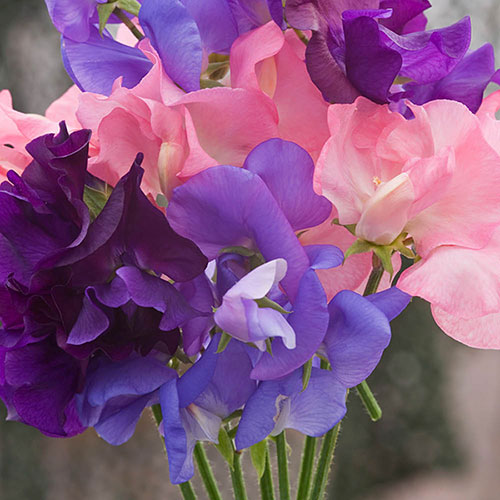 Ultimate Sweet Pea Collection