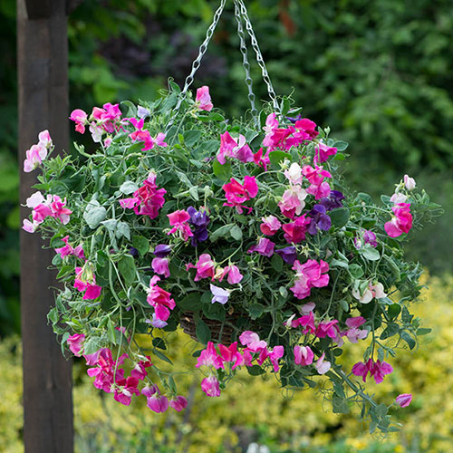 Ultimate Sweet Pea Collection