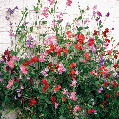 Ultimate Sweet Pea Collection