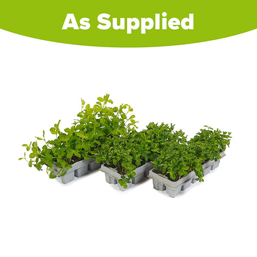 Ultimate Sweet Pea Collection