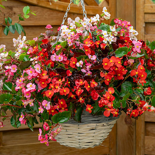 Begonia Hula Mixed Begonia Hula Mixed