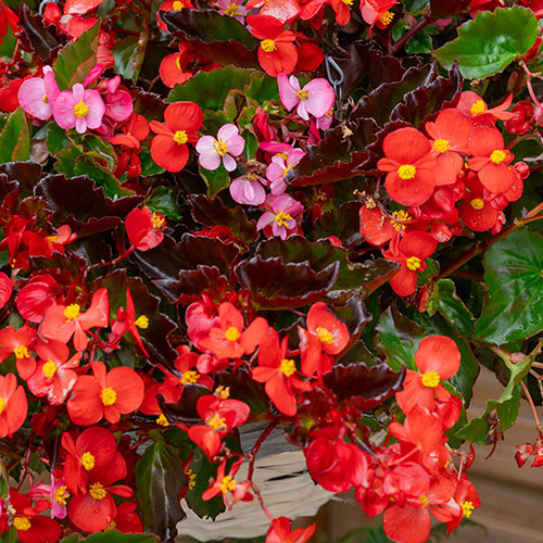 Begonia Hula Mixed Begonia Hula Mixed