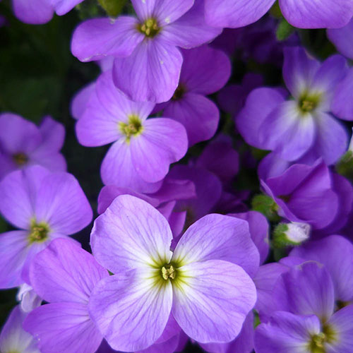 Aubrieta Florado Blue Eye Aubrieta Florado Blue Eye