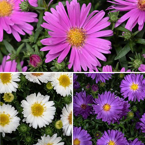 Aster Alpha Mix