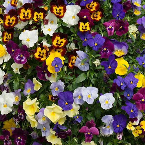 Trailing Hardy Pansy Fragrant Waterfall Trailing Hardy Pansy Fragrant Waterfall