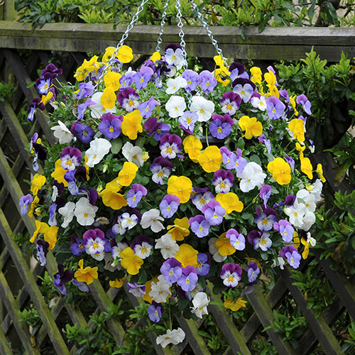 Trailing Hardy Pansy Fragrant Waterfall Trailing Hardy Pansy Fragrant Waterfall
