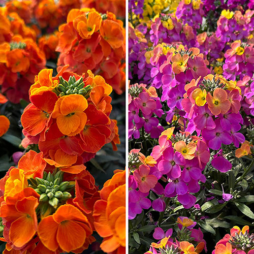 Erysimum Leya Collection Erysimum Leya Collection