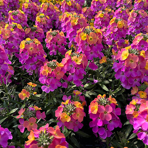 Erysimum Leya Collection Erysimum Leya Collection