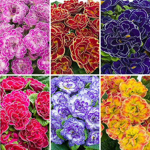 Primula Belarina Mixed Primula Belarina Mixed