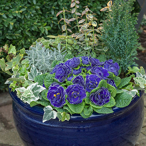 Primula Belarina Mixed Primula Belarina Mixed