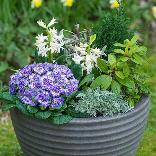 Primula Belarina Mixed Primula Belarina Mixed