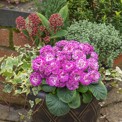 Primula Belarina Mixed Primula Belarina Mixed