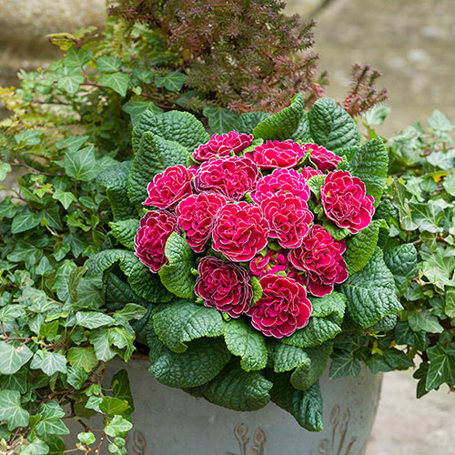 Primula Belarina Mixed Primula Belarina Mixed