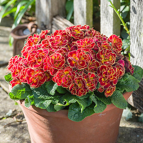 Primula Belarina Mixed Primula Belarina Mixed