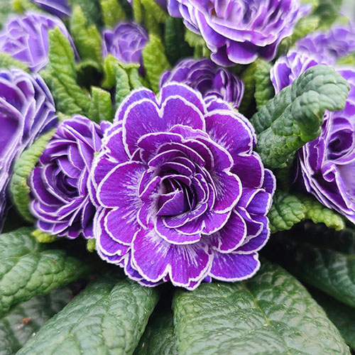 Primula Belarina Mixed Primula Belarina Mixed