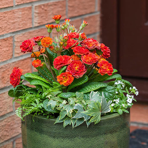 Primula Pretty Polly Mixed Primula Pretty Polly Mixed