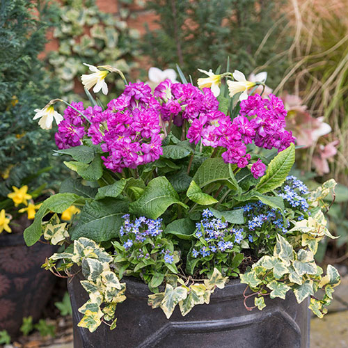 Primula Pretty Polly Mixed Primula Pretty Polly Mixed