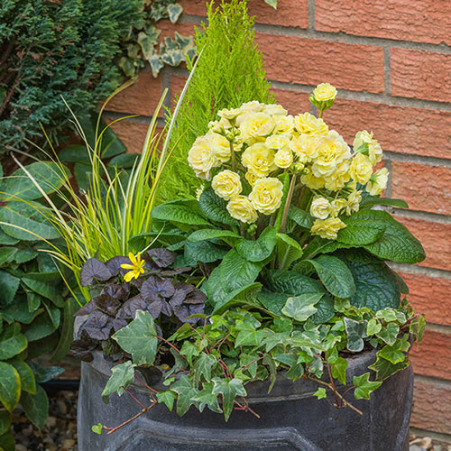 Primula Pretty Polly Mixed Primula Pretty Polly Mixed