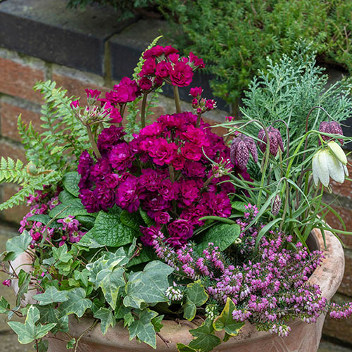 Primula Pretty Polly Mixed Primula Pretty Polly Mixed