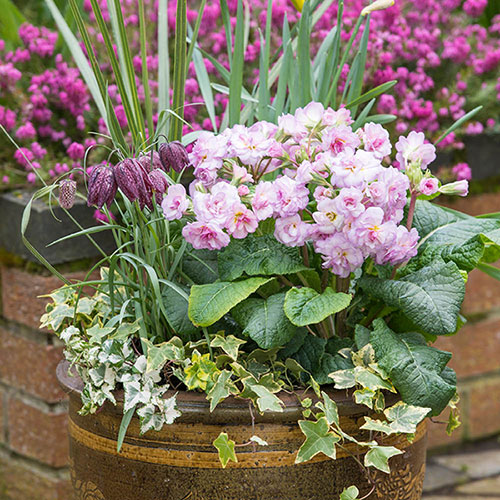 Primula Pretty Polly Mixed Primula Pretty Polly Mixed