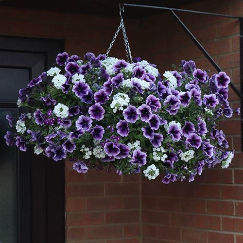 Preplanted 27cm Hanging Basket Parma Violet YouGarden